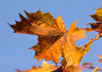 Autumn maple leaf against the sky