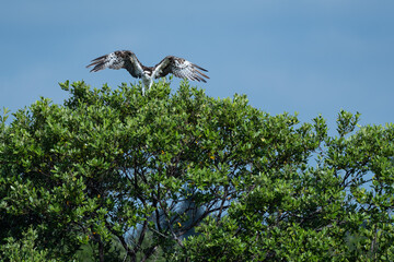 osprey in tree