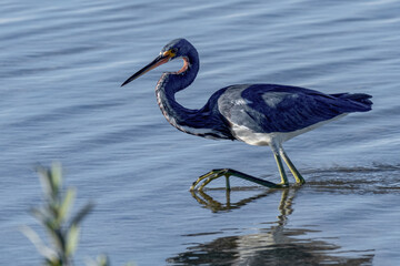 Tri Colored Heron