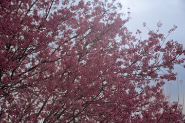 Beautiful Pink white Cherry blossom flowers tree branch in garden with blue sky..Springtime Beauty Pink Cherry Blossoms Bloom on Tree Branches in a Japanese Garden.