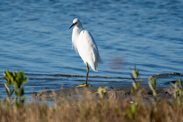 snowy egret