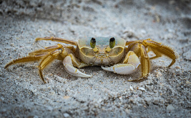 ghost crab