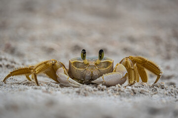 ghost crab