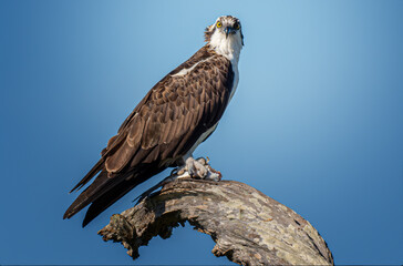 osprey enjoying the fruits of its labor