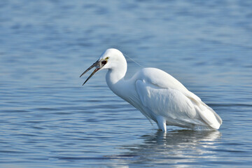 Seidenreiher mit Beute