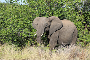 Fototapeta premium Afrikanischer Elefant / African elephant / Loxodonta africana