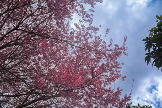 Beautiful Pink white Cherry blossom flowers tree branch in garden with blue sky..Springtime Beauty Pink Cherry Blossoms Bloom on Tree Branches in a Japanese Garden.