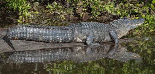 Alligator sunning itself b