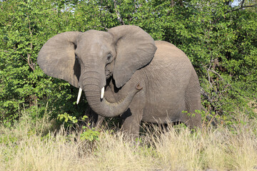 Naklejka premium Afrikanischer Elefant / African elephant / Loxodonta africana