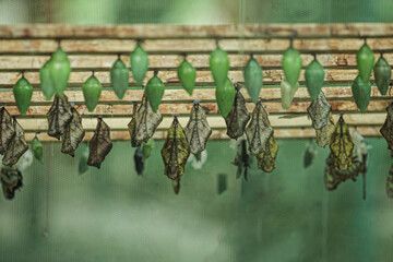The surprised butterflies' nest with many pupae that will give birth to other beautiful species of...