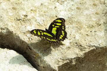 Picture of a Spiacia siproeta stelenes butterfly captured on a background with a stone. a very beautiful butterfly.