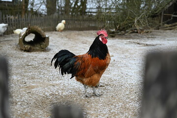 Ein Hahn der Rasse Vorwerk draussen im Winter