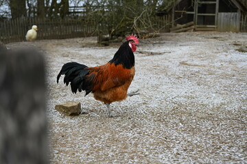 Ein Hahn der Rasse Vorwerk draussen im Winter