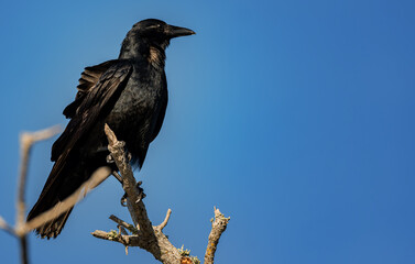 Crow in tree 2