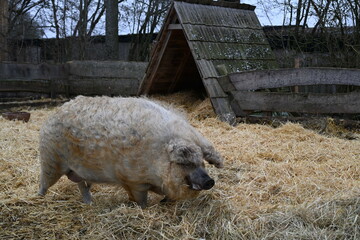 White woolly pig on a farm outside