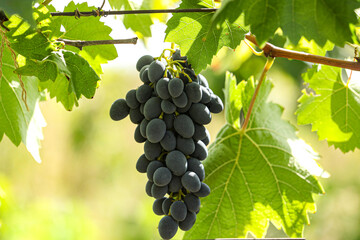 Single bunch of perfect red wine grapes hang from vine with blurred background