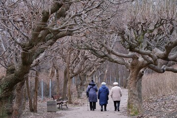 Three old women on walk along avenue of trees with bent branches in autumn day. Brzezno, Baltic...