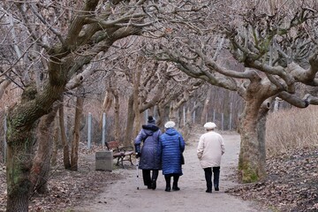 Three old women on walk along avenue of trees with bent branches in autumn day. Brzezno, Baltic...