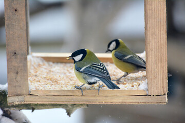 In winter, birds consume food from the feeder