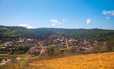 Cherry trees are beginning to bloom pink in the mountain village..Every winter, the entire mountain is covered in pink cherry blossoms.