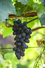 Large bunch of red wine grapes hang from a vine, warm. Ripe grapes with green leaves. Nature background with Vineyard. Wine concept