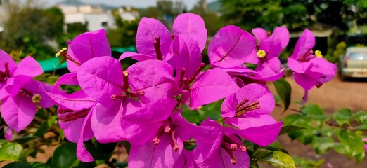 Blossoming Beauty: A Botanical Odyssey &ndash; Adobe Stock Images of Plants and Flowers for Creative Excellence"