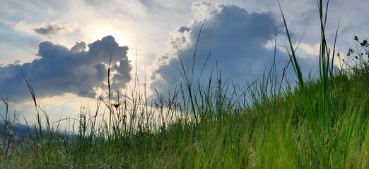 Blossoming Beauty: A Botanical Odyssey &ndash; Adobe Stock Images of Plants and Flowers for Creative Excellence"