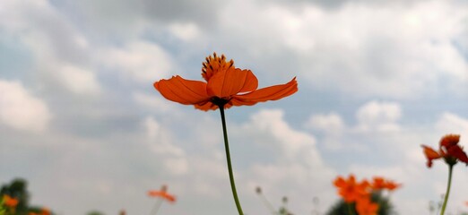 Blossoming Beauty: A Botanical Odyssey &ndash; Adobe Stock Images of Plants and Flowers for Creative Excellence"