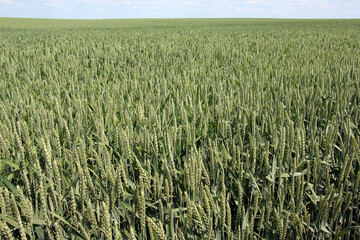 In the field growing green winter wheat