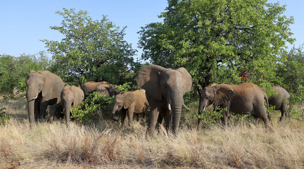Fototapeta premium Afrikanischer Elefant / African elephant / Loxodonta africana