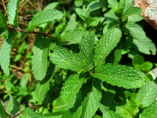 Mint, green mint plant, fresh supermint plant in pot