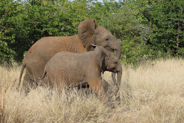 Afrikanischer Elefant / African elephant / Loxodonta africana