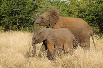 Obraz premium Afrikanischer Elefant / African elephant / Loxodonta africana