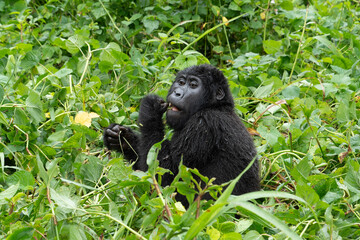Portrait eines Gorillas beim Lunch