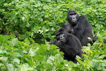 Zwei Gorillas bei der Nahrungsaufnahme  © Elke