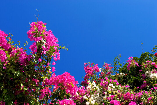 Bougainvillea against blue sky (Bougainvillea spectabilis), La Palma, Canary Islands, Spain, Europe