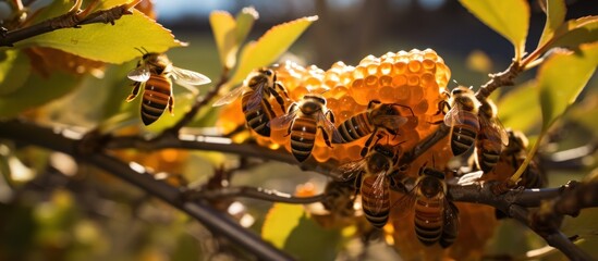Obraz premium Bees and Honey
