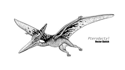 Pterodactyl. Dinosaur sketch drawing. Black and white. Hand drawn vector art. line art