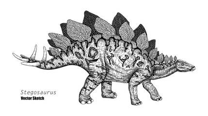 Stegosaurus. Dinosaur sketch drawing. Black and white. Hand drawn vector art. line art - 725833956