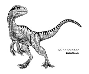 Velociraptor. Dinosaur sketch drawing. Black and white. Hand drawn vector art. line art - 725833974