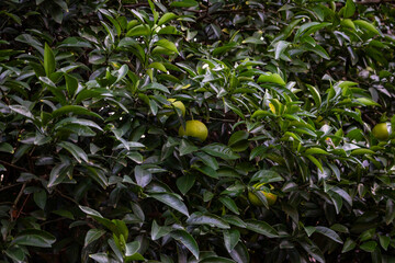 Tokyo, Japan, 26 October 2023: Lush Greenery with Hidden Fruits Among Leaves.