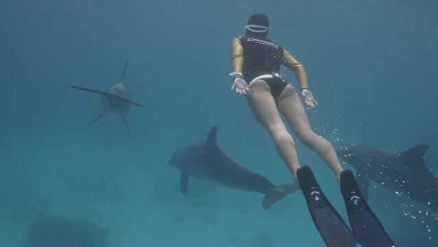 Woman freediver diver Swimming together with wild dolphins safari. Underwater bottlenose dolphins pod in red sea. Wildlife marine nature. Aquatic mammal animals in natural habitat. Unique experience.