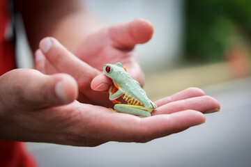 The most beautiful frog in the world in your hands