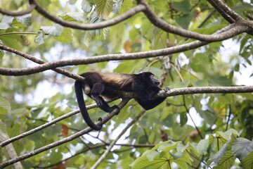 Monkey on top of a tree branch.