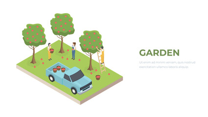 Harvesting in the apple orchard isometry. Farmers man and woman. Farming garden concept. Farm workers illustration.
