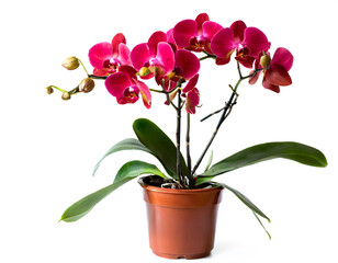 Rote Orchideen im Topf isoliert auf weißen Hintergrund, Freisteller 