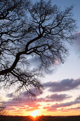 Silhouette of a bare tree with twigs at sunset, tree funeral concept