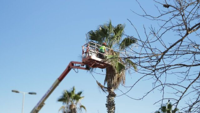 A worker planting greenery trims the leaves and branches of a stacked palm tree while standing on