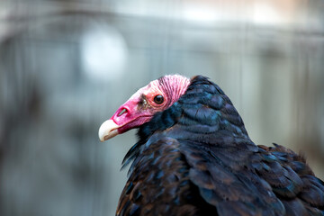 Turkey Vulture (Cathartes aura) in North and South America
