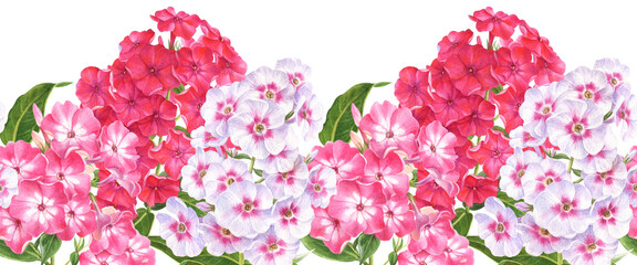 Watercolor seamless border of  flowers white, pink, coral phlox in botanical style. Gardening flowers on a white background.